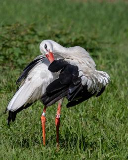 Saddle-billed Stork Prrening