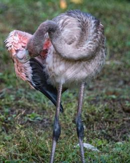 Juvenile Caribbean Flamingo