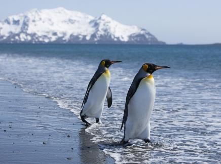 Two king penguins