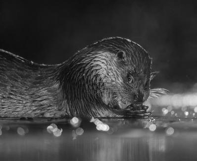 Young otter with food