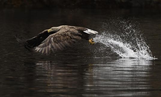 Hunting sea eagle