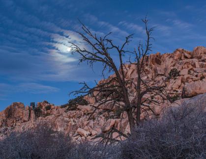 Dead Tree  in the Desert