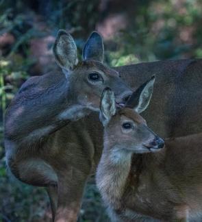 Deer with fawn