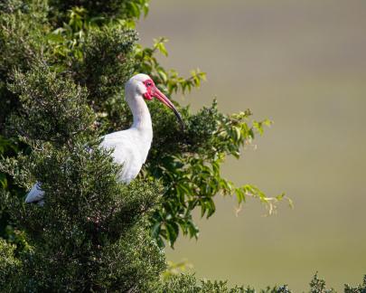 Ibis on a tree