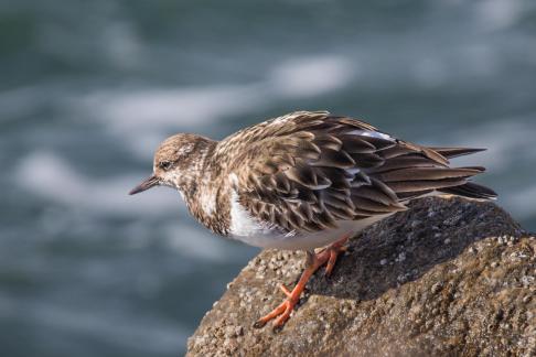 Turnstone on a stone