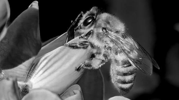 Honey Bee On Flower