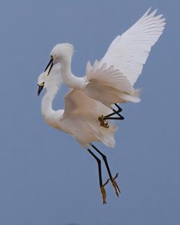 White Morphs Mating Dance