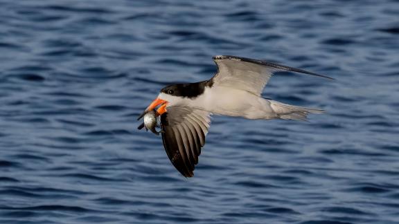 Skimmer In Flight With Fish 3