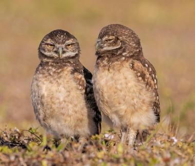 Burrowing Owl twins