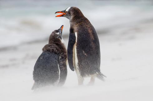 Gentoo penguin mom and chick