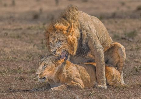 Mating Lions 86