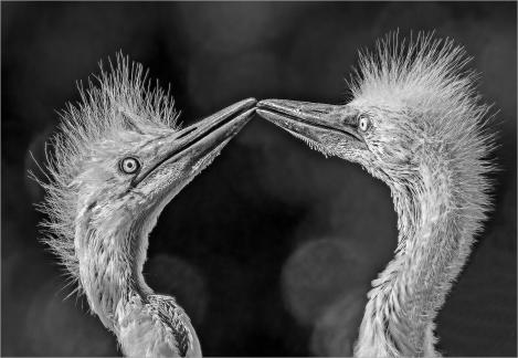 Egret chick talking