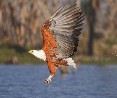 African fish eagle 981