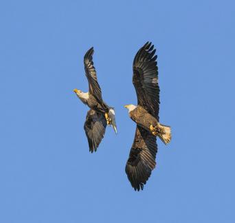 Chasing Bald Eagles 51