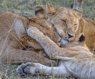 Cuddling lions 49