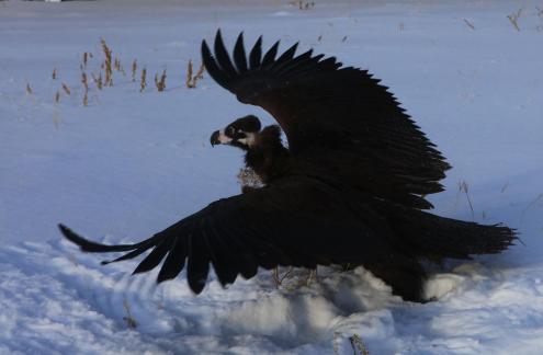 Vulture spreading its wings to fly