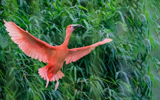 Beautiful posture of crested ibis