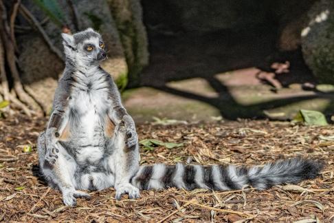 Lemur channelling Yoda