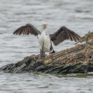 Pied cormorant drying off