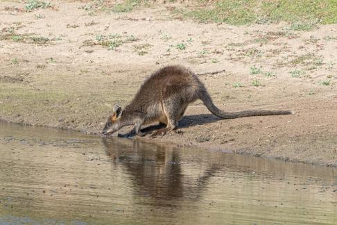 Swamp wallaby drinking