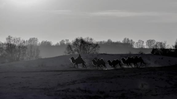 Camel Shadow