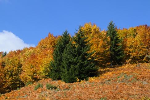 Autumn colors everything