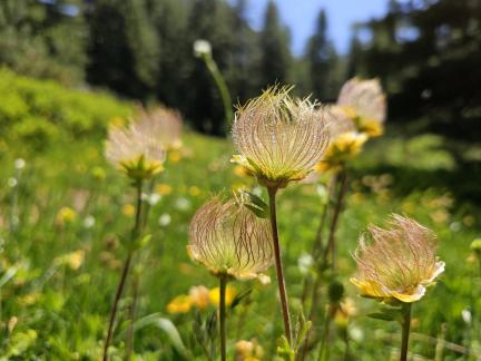 Mountain flowers