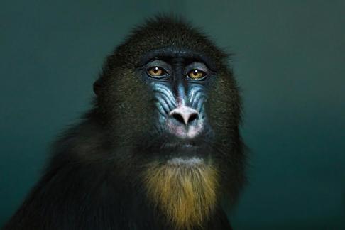 Mandrill