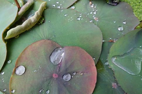 Dripping water droplets33