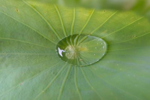 Dripping water droplets34