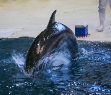 Marine Animal Performance 14