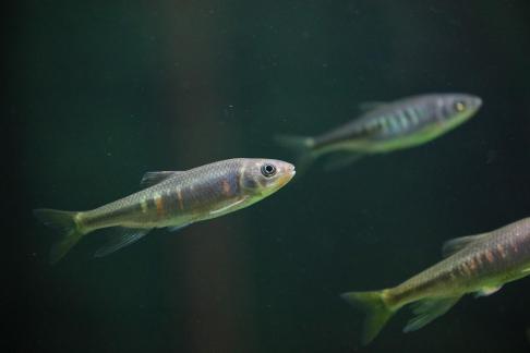 zacco platypus 20