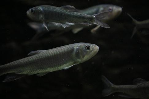 zacco platypus 22