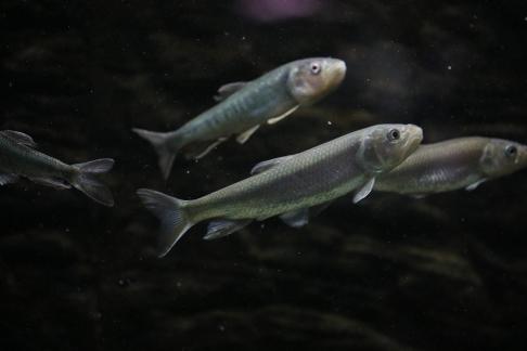 zacco platypus 23