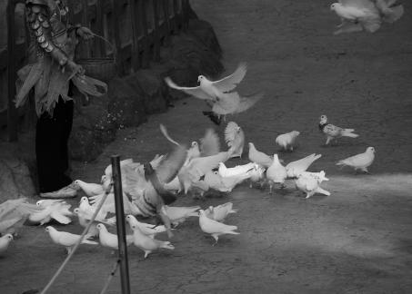 Feed the Peace Dove 4