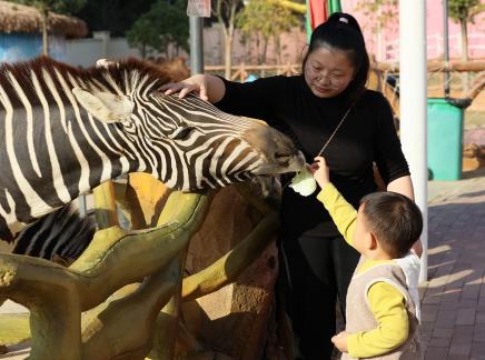 Hey zebra 17
