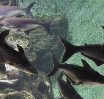 Yangtze sturgeon 1