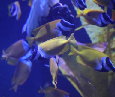 Fox Fish 1