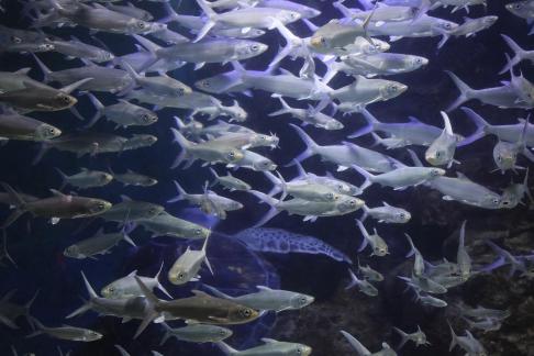 tarpon 2