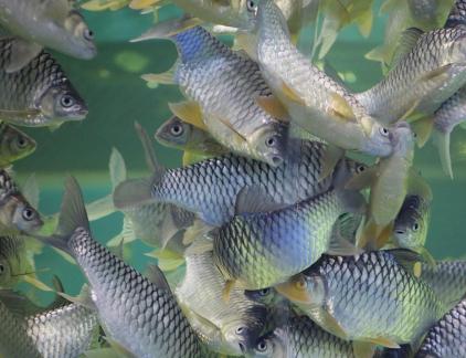 carp 1