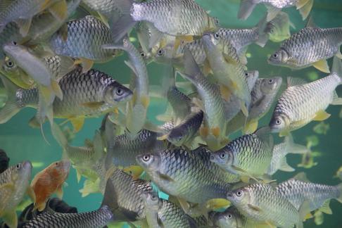 carp 2