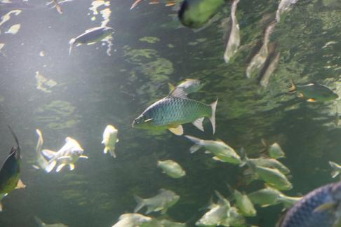 carp 3