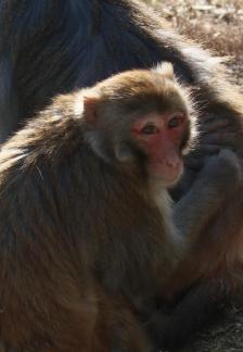 Monkey Brother  15