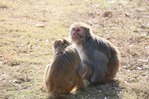 Monkey Brother 14