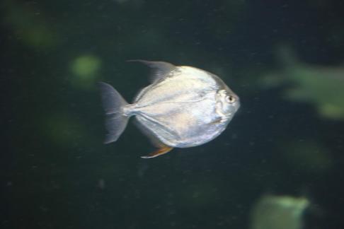 Pomfret 1