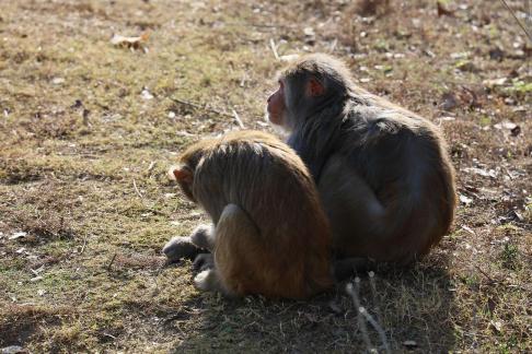 monkey 17