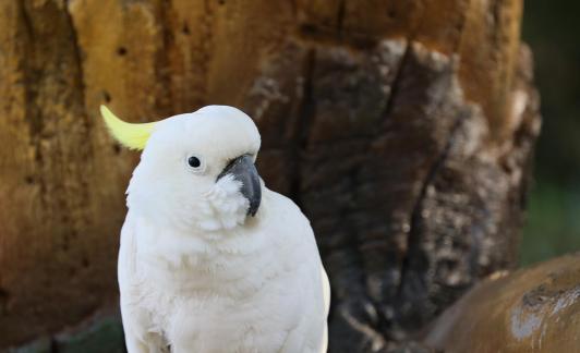 parrot 2