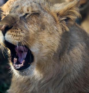 lion 17