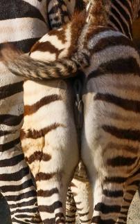 zebra 1