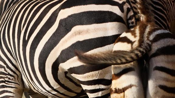 zebra 2